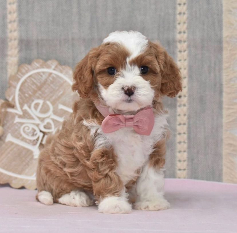 Puppy Slide 2